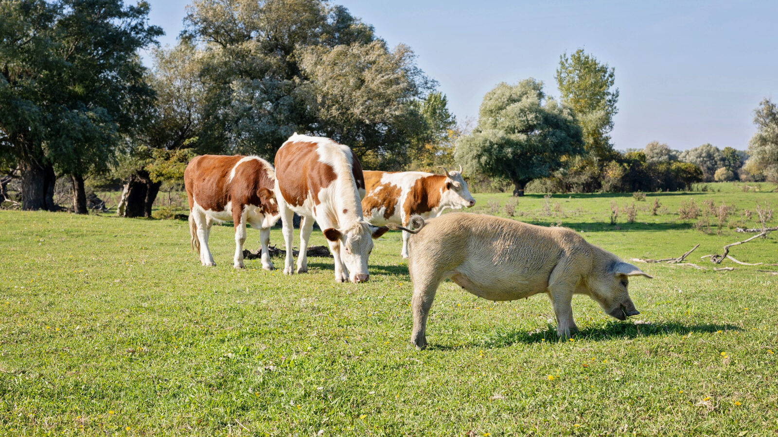 Ajutor pentru fermieri: Bani de la 1 septembrie pentru porci și bovine