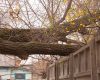 Trotuarul tău e blocat? Proprietarii, amendați dacă nu taie gardul