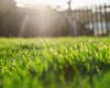 Gazon ars de caniculă? Salvat fără replantare. Greșeala din august