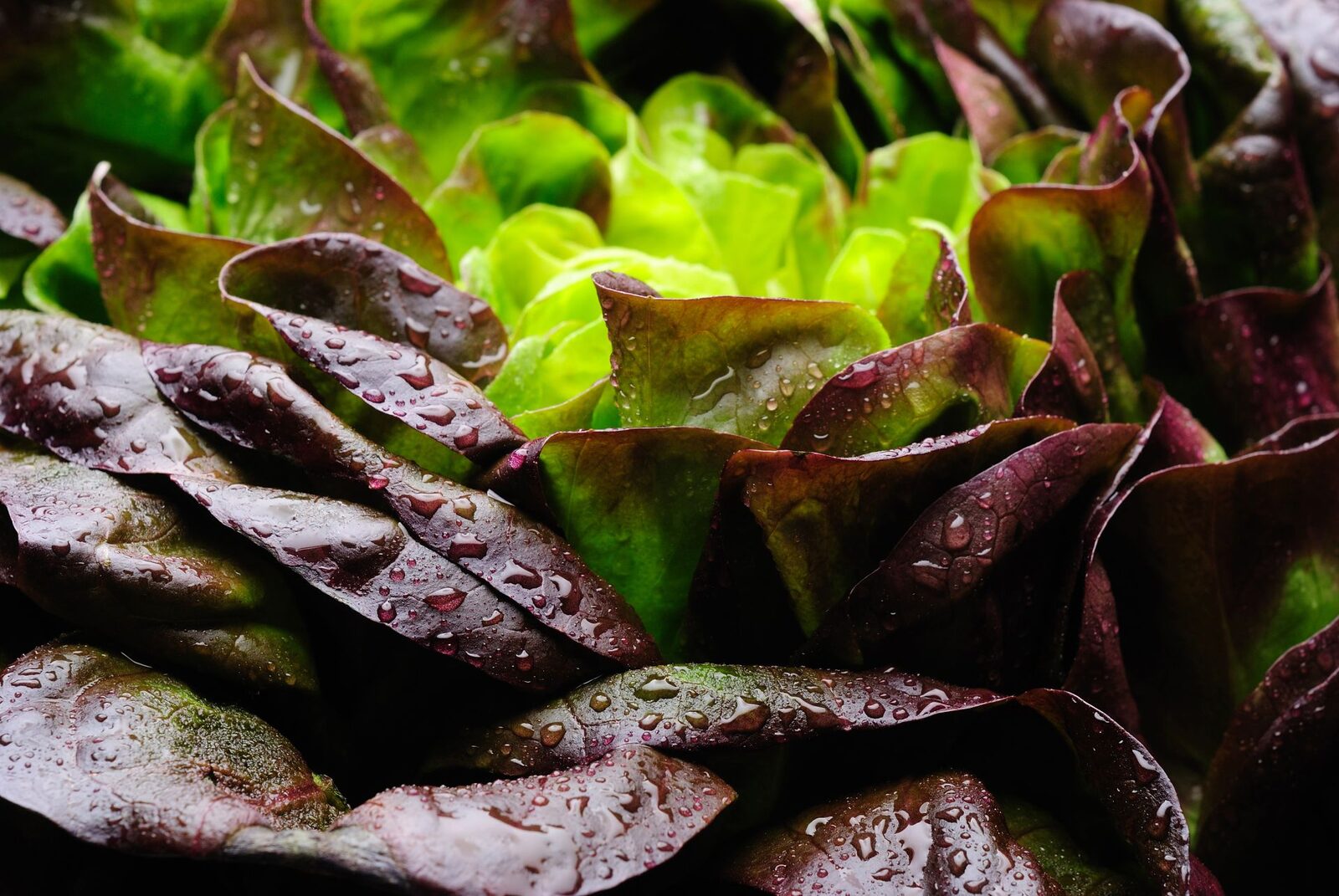 Proteină din carne, cultivată în salată: Premieră mondială