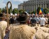 Variole Ovină-Caprină: Focare Noi în Bulgaria, România; Fermieri Ascund Boala