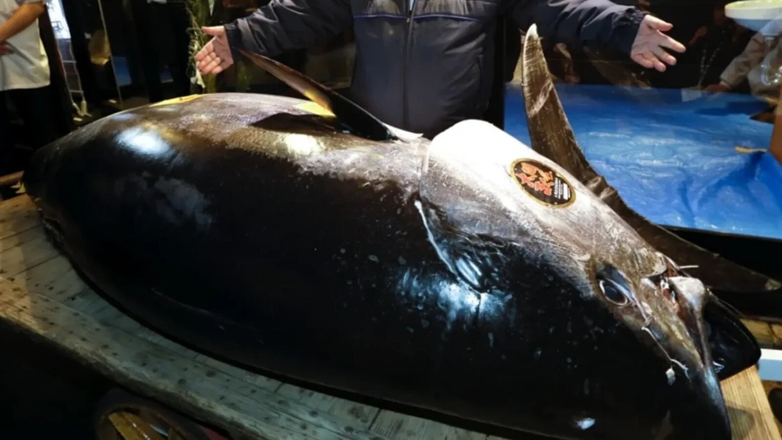 Tonul roșu: Uriașul oceanelor sprintează peste 70 km/h