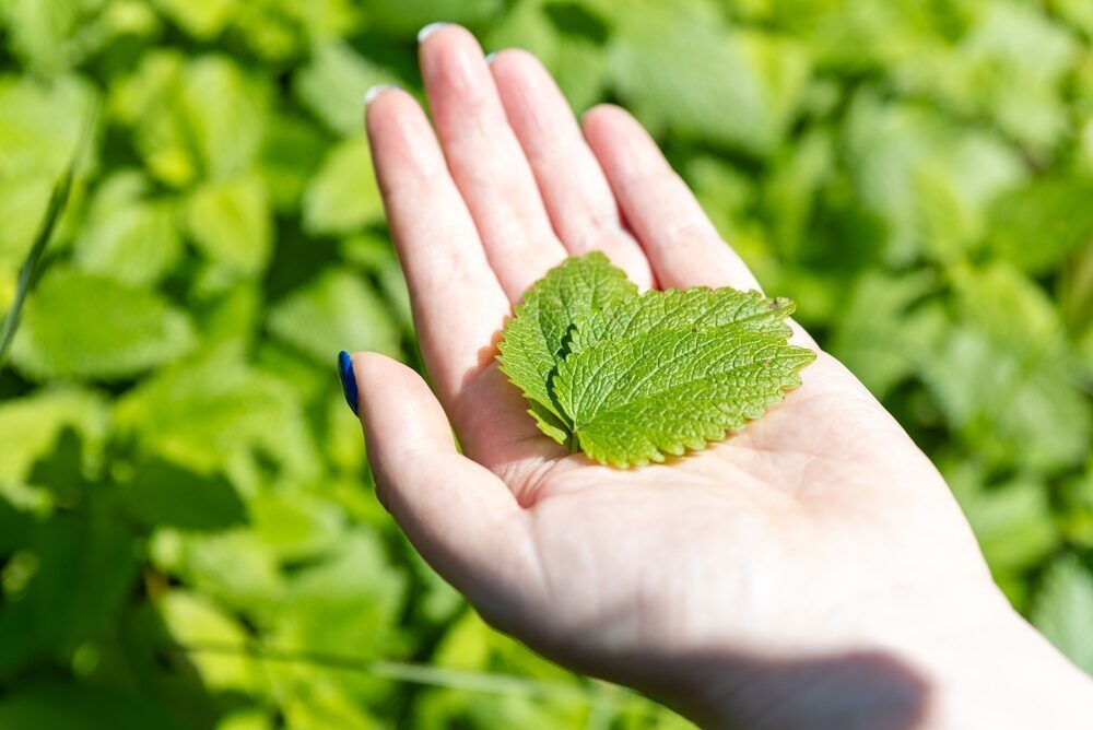 Frunză-leac: Calmează inima și mintea. Ce spun cercetătorii