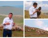 Peste 500 de oi ucise, despăgubiri neclare