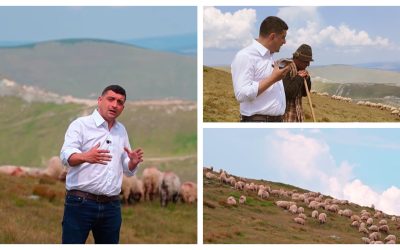 Peste 500 de oi ucise, despăgubiri neclare