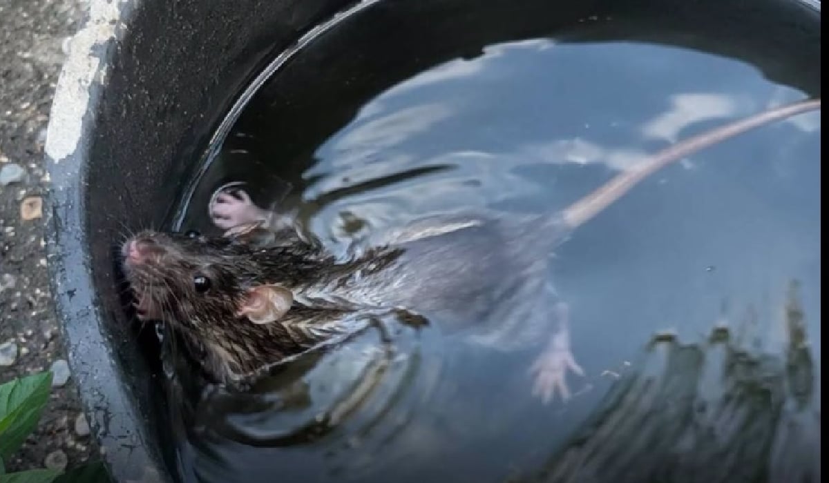Bărbat, „experiment” cu pui de șobolan în apă: Cercetat penal