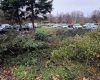 Brașov: 5.000 de arbori tăiați ilegal, una dintre cele mai mari