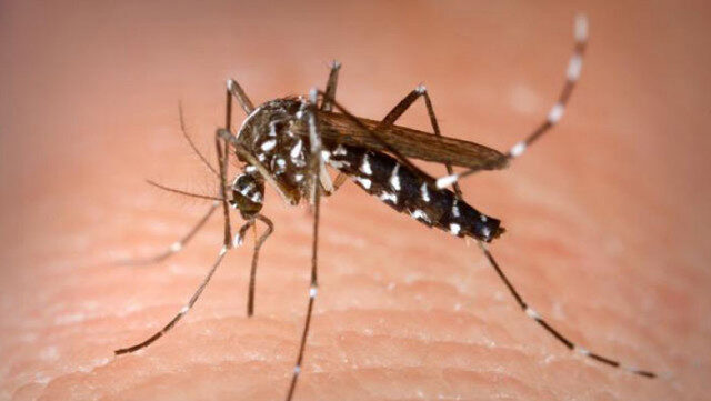 West Nile: 19 cazuri confirmate în România