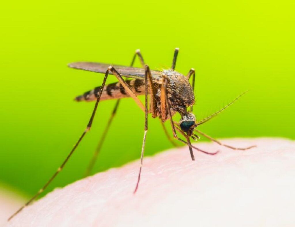 Virusul West Nile lovește Europa, România în pericol