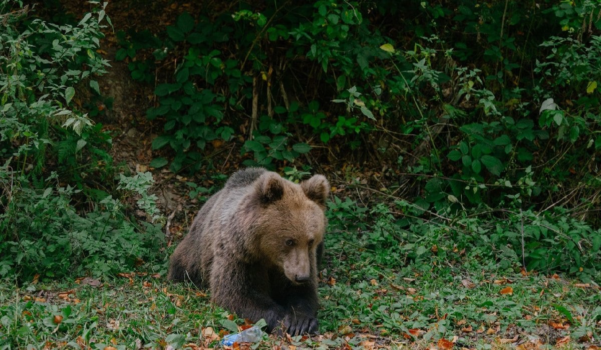 Ursul i-a sfâșiat gamba ciobanului în Argeș