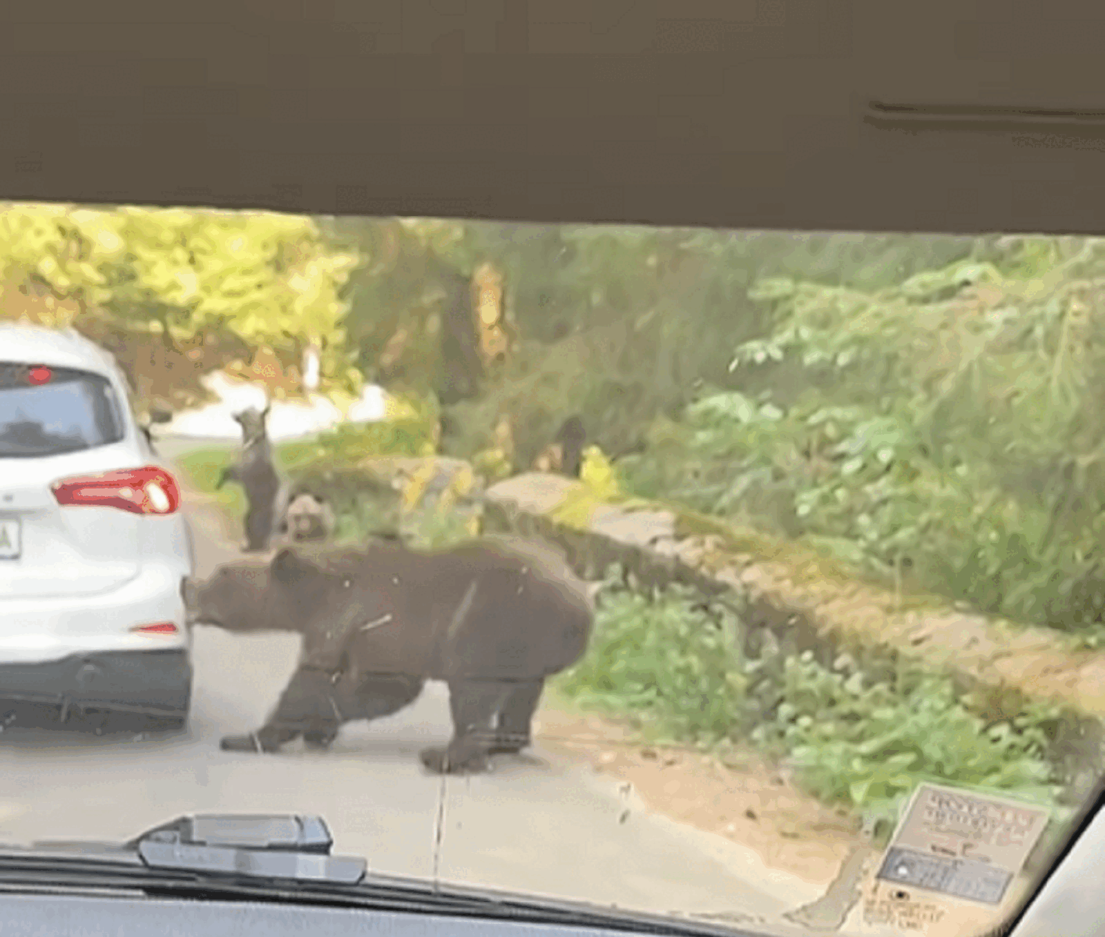 Ursoaică agresivă pe Transfăgărășan: O mașină atacată pe drum