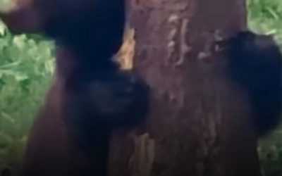 Baloo, ursul râs la Broșteni, prins de Romsilva