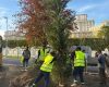 Bulevardul 13 Septembrie: 1.200 de arbori și 25.000 arbuști