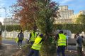 Bulevardul 13 Septembrie: 1.200 de arbori și 25.000 arbuști
