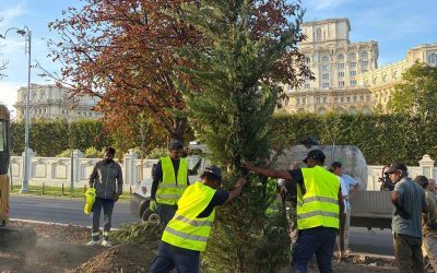 Bulevardul 13 Septembrie: 1.200 de arbori și 25.000 arbuști
