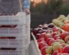Roșii Românești: Abundență, Dar Tot din Import. Preț de 3,5 lei/kg