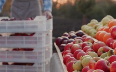 Roșii Românești: Abundență, Dar Tot din Import. Preț de 3,5 lei/kg
