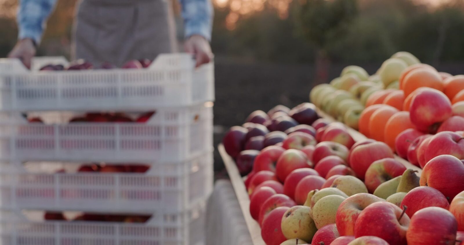 Roșii Românești: Abundență, Dar Tot din Import. Preț de 3,5 lei/kg