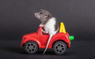 Creierul șoarecelui: Ochi noi, viziune creată din activitate cerebrală