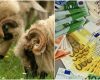 Subvenție APIA de 14,61 euro/cap ovină pentru furaje!