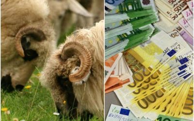Subvenție APIA de 14,61 euro/cap ovină pentru furaje!