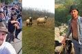 Și-a vândut armăsarul de 3.000 de euro ca să-și scoată din arest fratele reținut după protestul oierilor. Cioban cu 800 de oi și 5 copii, amenințat cu arest preventiv