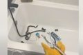 Şarpe găsit în cadă, încolăcit pe furtunul de la duş, în timp ce o femeie din Medgidia se pregătea să-și îmbăieze copilul