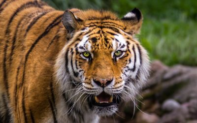 Tigru ucigaș în Marea Britanie: Un bărbat a murit atacat
